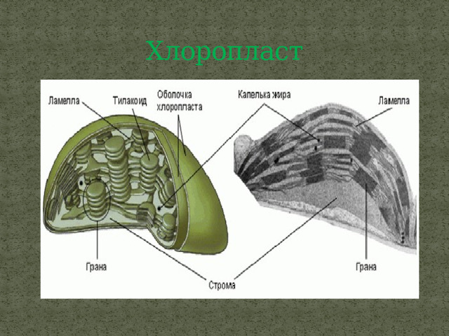 Хлоропласт 