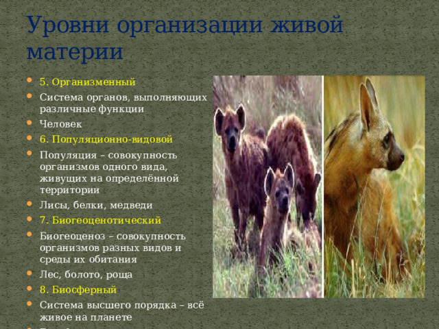 Уровни организации живой материи 5. Организменный Система органов, выполняющих различные функции Человек 6. Популяционно-видовой Популяция – совокупность организмов одного вида, живущих на определённой территории Лисы, белки, медведи 7. Биогеоценотический Биогеоценоз – совокупность организмов разных видов и среды их обитания Лес, болото, роща 8. Биосферный Система высшего порядка – всё живое на планете Биосфера земли 