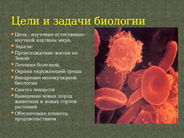 Цели и задачи биологии Цель : изучение естественно-научной картины мира. Задачи: Происхождение жизни на Земле Лечение болезней, Охрана окружающей среды Внедрение молекулярной биологии Синтез лекарств Выведение новых пород животных и новых сортов растений Обеспечение планеты продовольствием 