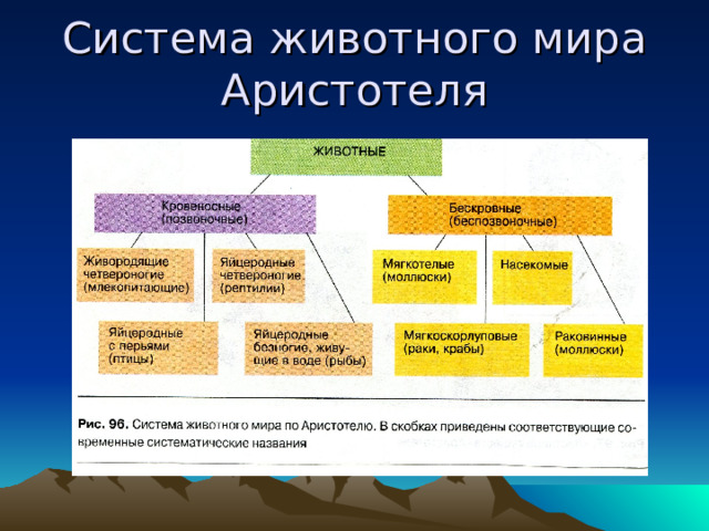 Система животного мира Аристотеля 