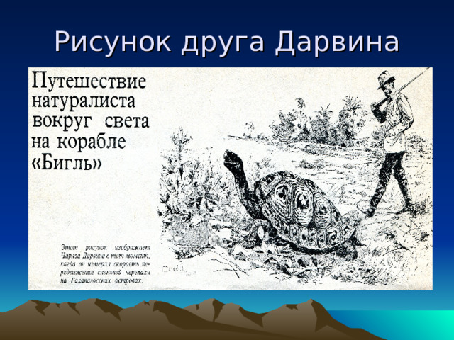 Рисунок друга Дарвина 