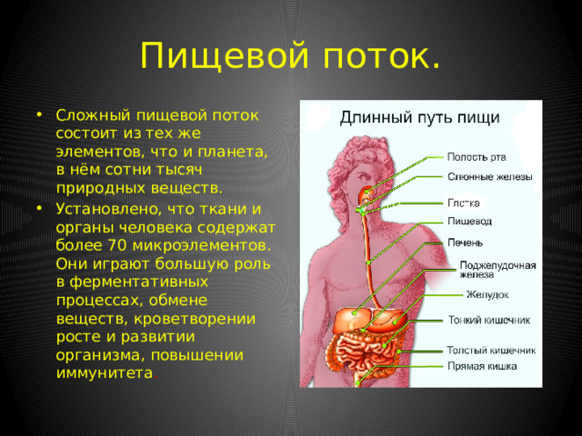 За 80 лет жизни человек осуществляет около 90 000 приёмов пищи(60 -70 тон различных продуктов).Вещества пищевых продуктов поставляют основную часть потока энергии они определяют самое тесное общение человека с внешней средой. 