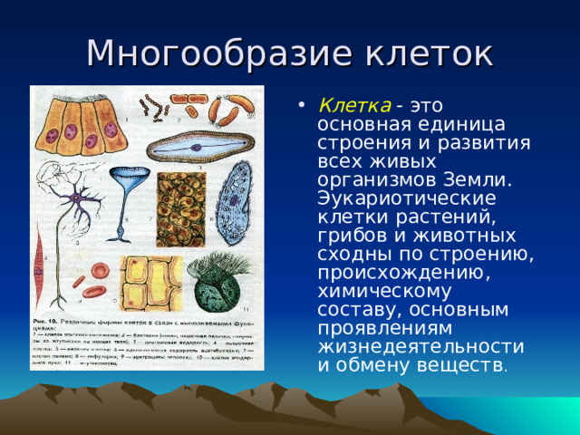 Многообразие клеток Клетка - это основная единица строения и развития всех живых организмов Земли. Эукариотические клетки растений, грибов и животных сходны по строению, происхождению, химическому составу, основным проявлениям жизнедеятельности и обмену веществ . 