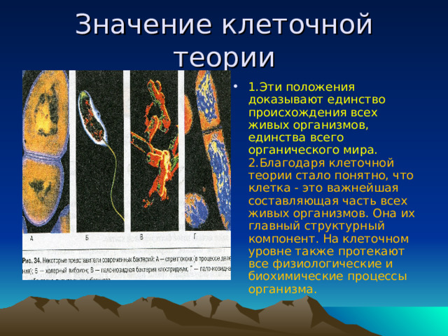 Значение клеточной теории 1.Эти положения доказывают единство происхождения всех живых организмов, единства всего органического мира. 2.Благодаря клеточной теории стало понятно, что клетка - это важнейшая составляющая часть всех живых организмов. Она их главный структурный компонент. На клеточном уровне также протекают все физиологические и биохимические процессы организма.   