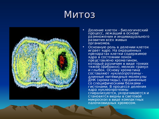 Митоз Деление клеток - биологический процесс, лежащий в основе размножения и индивидуального развития всех живых организмов. Основную роль в делении клеток играет ядро. На окрашенных препаратах клетки содержимое ядра в состоянии покоя представлено хроматином, который различим в виде тонких тяжей (фибрилл), мелких гранул и глыбок. Основу хроматина составляют нуклеопротеины - длинные нитевидные молекулы ДНК (хроматиды), соединенные со специфическими белками -гистонами. В процессе деления ядра нуклеопротеины спирализуются, укорачиваются и становятся видны в световой микроскоп в виде компактных палочковидных хромосом . 