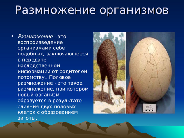 Размножение организмов   Размножение - это воспроизведение организмами себе подобных, заключающееся в передаче наследственной информации от родителей потомству.. Половое размножение - это такое размножение, при котором новый организм образуется в результате слияния двух половых клеток с образованием зиготы. 