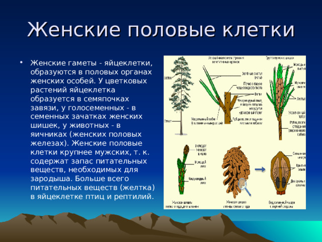 Женские половые клетки Женские гаметы - яйцеклетки, образуются в половых органах женских особей. У цветковых растений яйцеклетка образуется в семяпочках завязи, у голосеменных - в семенных зачатках женских шишек, у животных - в яичниках (женских половых железах). Женские половые клетки крупнее мужских, т. к. содержат запас питательных веществ, необходимых для зародыша. Больше всего питательных веществ (желтка) в яйцеклетке птиц и рептилий.  