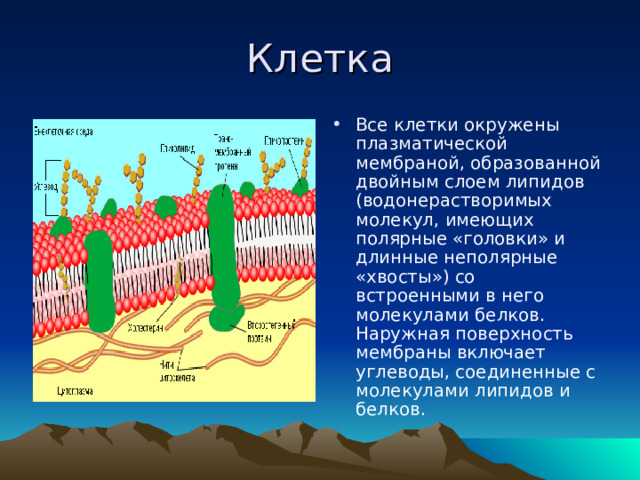 Клетка Все клетки окружены плазматической мембраной, образованной двойным слоем липидов (водонерастворимых молекул, имеющих полярные «головки» и длинные неполярные «хвосты») со встроенными в него молекулами белков. Наружная поверхность мембраны включает углеводы, соединенные с молекулами липидов и белков.  