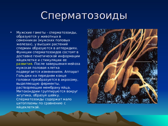 Сперматозоиды Мужские гаметы - сперматозоиды, образуются у животных в семенниках (мужских половых железах), у высших растений спермин образуются в аптеридиях. Функции сперматозоидов состоят в доставке генетической информации яйцеклетке и стимуляции ее развития. После завершения мейоза мужская половая клетка подвергается изменениям. Аппарат Гольджи на переднем конце головки преобразуется в акросому, выделяющую ферменты, растворяющие мембрану яйца. Митохондрии группируются вокруг жгутика, образуя шейку. Сперматозоиды содержат мало цитоплазмы по сравнению с яйцеклеткой.  
