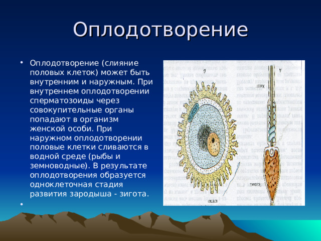 Оплодотворение Оплодотворение (слияние половых клеток) может быть внутренним и наружным. При внутреннем оплодотворении сперматозоиды через совокупительные органы попадают в организм женской особи. При наружном оплодотворении половые клетки сливаются в водной среде (рыбы и земноводные). В результате оплодотворения образуется одноклеточная стадия развития зародыша - зигота.    