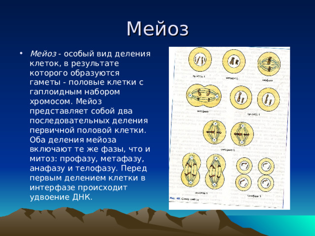 Мейоз Мейоз - особый вид деления клеток, в результате которого образуются гаметы - половые клетки с гаплоидным набором хромосом. Мейоз представляет собой два последовательных деления первичной половой клетки. Оба деления мейоза включают те же фазы, что и митоз: профазу, метафазу, анафазу и телофазу. Перед первым делением клетки в интерфазе происходит удвоение ДНК.  