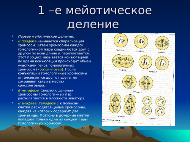 1 –е мейотическое деление Первое мейотическое деление:  В профазе  начинается спирализация хромосом. Затем хромосомы каждой гомологичной пары соединяются друг с другом по всей длине и переплетаются. Этот процесс называется конъюгацией. Во время конъюгации происходит обмен участками генов гомологичных хромосом ( кроссинговер). После конъюгации гомологичные хромосомы отталкиваются друг от друга, но сохраняют связи в местах кроссинговера. В метафазе 1 первого деления хромосомы гомологичных пар располагаются в плоскости экватора. В анафазе, телофаза 1  к полюсам клетки расходятся целые хромосомы, каждая из которых содержит две хроматиды. Поэтому в дочерние клетки попадает только одна из каждой пары гомологичных хромосом.  