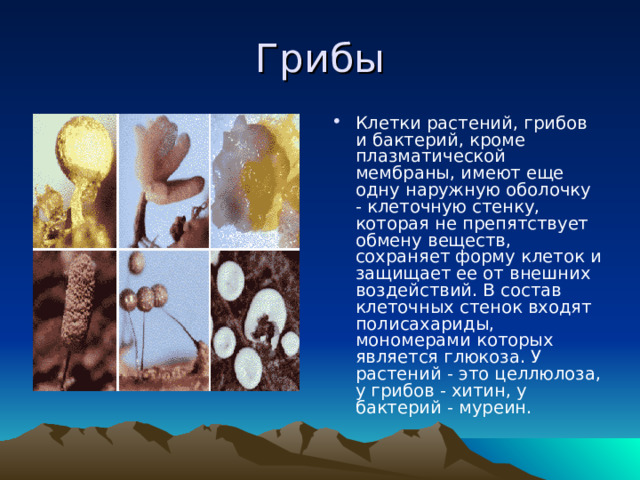 Грибы Клетки растений, грибов и бактерий, кроме плазматической мембраны, имеют еще одну наружную оболочку - клеточную стенку, которая не препятствует обмену веществ, сохраняет форму клеток и защищает ее от внешних воздействий. В состав клеточных стенок входят полисахариды, мономерами которых является глюкоза. У растений - это целлюлоза, у грибов - хитин, у бактерий - муреин. 