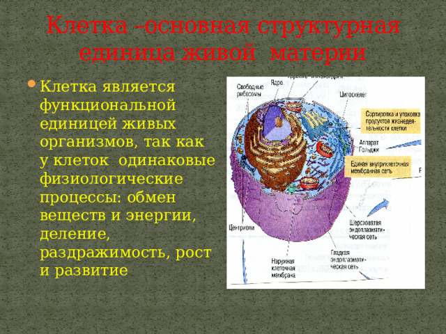 Клетка –основная структурная единица живой материи Клетка является функциональной единицей живых организмов, так как у клеток одинаковые физиологические процессы: обмен веществ и энергии, деление, раздражимость, рост и развитие 