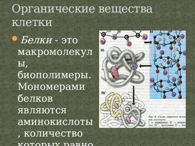 Органические вещества клетки Белки - это макромолекулы, биополимеры. Мономерами белков являются аминокислоты, количество которых равно -20 