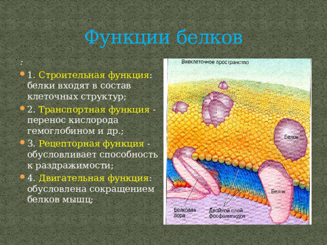 Функции белков : 1 . Строительная функция : белки входят в состав клеточных структур; 2. Транспортная функция - перенос кислорода гемоглобином и др.; 3. Рецепторная функция - обусловливает способность к раздражимости; 4. Двигательная функция : обусловлена сокращением белков мышц; 