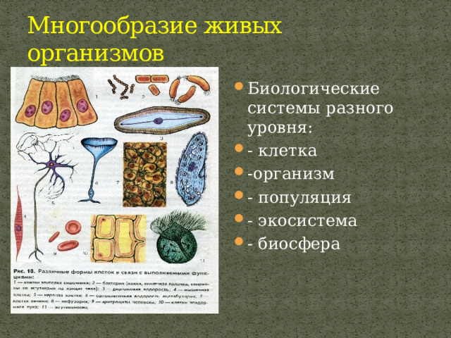 Многообразие живых организмов Биологические системы разного уровня: - клетка -организм - популяция - экосистема - биосфера 