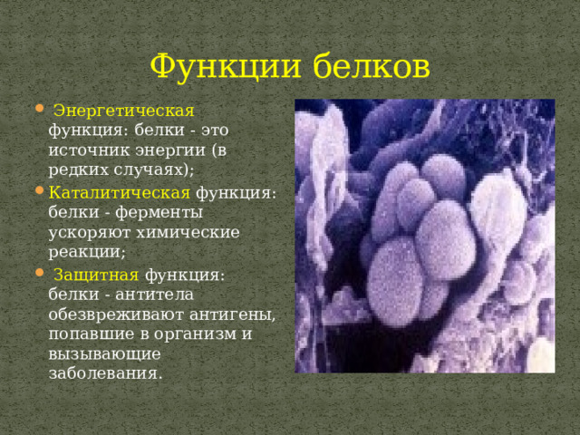 Функции белков  Энергетическая функция: белки - это источник энергии (в редких случаях); Каталитическая функция: белки - ферменты ускоряют химические реакции;  Защитная функция: белки - антитела обезвреживают антигены, попавшие в организм и вызывающие заболевания. 