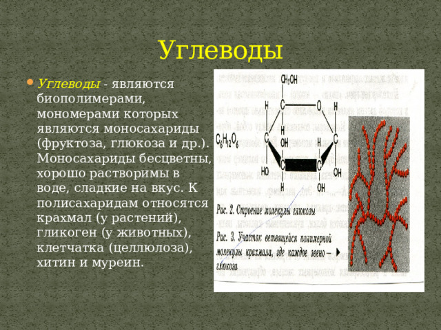 Углеводы Углеводы  - являются биополимерами, мономерами которых являются моносахариды (фруктоза, глюкоза и др.). Моносахариды бесцветны, хорошо растворимы в воде, сладкие на вкус. К полисахаридам относятся крахмал (у растений), гликоген (у животных), клетчатка (целлюлоза), хитин и муреин. 
