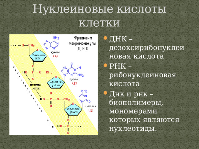 Нуклеиновые кислоты клетки ДНК – дезоксирибонуклеиновая кислота РНК – рибонуклеиновая кислота Днк и рнк – биополимеры, мономерами которых являются нуклеотиды. 