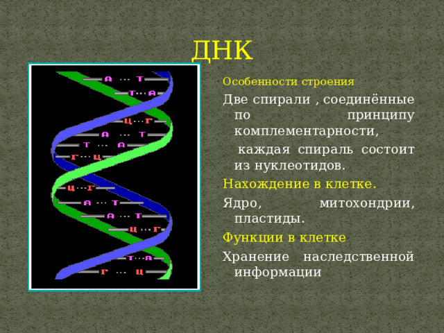 ДНК Особенности строения Две спирали , соединённые по принципу комплементарности,  каждая спираль состоит из нуклеотидов. Нахождение в клетке. Ядро, митохондрии, пластиды. Функции в клетке Хранение наследственной информации 