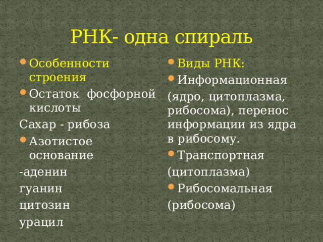 РНК- одна спираль Особенности строения Остаток фосфорной кислоты Виды РНК: Информационная Сахар - рибоза (ядро, цитоплазма, рибосома), перенос информации из ядра в рибосому. Азотистое основание Транспортная -аденин (цитоплазма) гуанин Рибосомальная цитозин (рибосома) урацил 