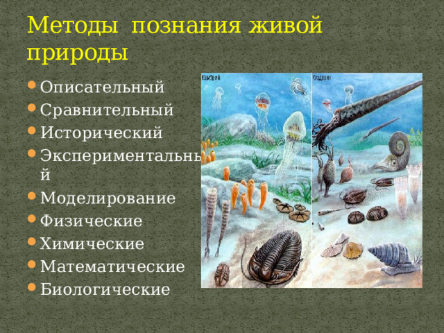 Методы познания живой природы Описательный Сравнительный Исторический Экспериментальный Моделирование Физические Химические Математические Биологические 