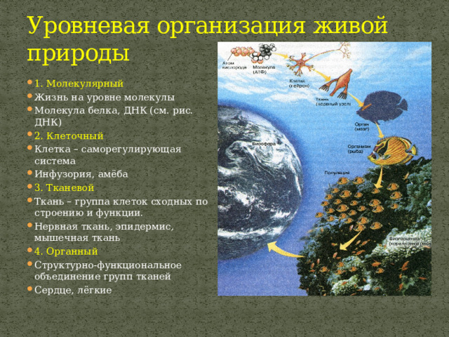 Уровневая организация живой природы 1. Молекулярный Жизнь на уровне молекулы Молекула белка, ДНК (см. рис. ДНК) 2. Клеточный Клетка – саморегулирующая система Инфузория, амёба 3. Тканевой Ткань – группа клеток сходных по строению и функции. Нервная ткань, эпидермис, мышечная ткань 4. Органный Структурно-функциональное объединение групп тканей Сердце, лёгкие  