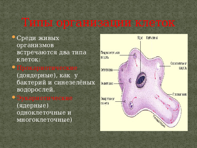 Типы организации клеток Среди живых организмов встречаются два типа клеток: Прокариотические (доядерные), как у бактерий и синезелёных водорослей. Эукариотические (ядерные) одноклеточные и многоклеточные) 