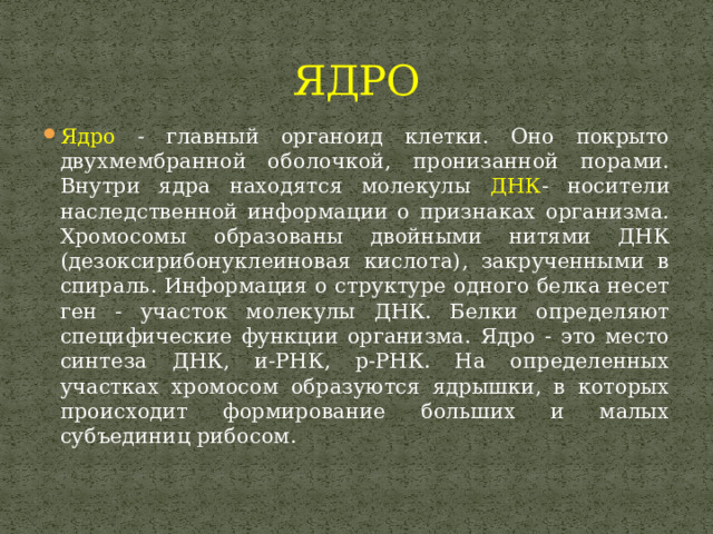 ЯДРО Ядро - главный органоид клетки. Оно покрыто двухмембранной оболочкой, пронизанной порами. Внутри ядра находятся молекулы ДНК - носители наследственной информации о признаках организма. Хромосомы образованы двойными нитями ДНК (дезоксирибонуклеиновая кислота), закрученными в спираль. Информация о структуре одного белка несет ген - участок молекулы ДНК. Белки определяют специфические функции организма. Ядро - это место синтеза ДНК, и-РНК, р-РНК. На определенных участках хромосом образуются ядрышки, в которых происходит формирование больших и малых субъединиц рибосом. 