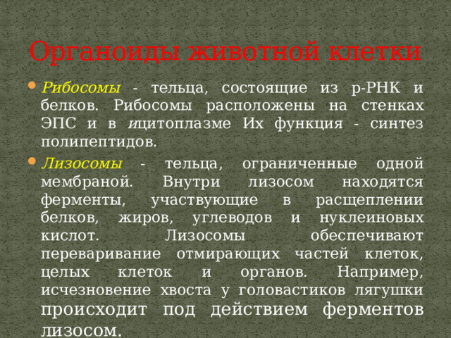 Органоиды животной клетки Рибосомы  - тельца, состоящие из р-РНК и белков. Рибосомы расположены на стенках ЭПС и в и цитоплазме Их функция - синтез полипептидов. Лизосомы - тельца, ограниченные одной мембраной. Внутри лизосом находятся ферменты, участвующие в расщеплении белков, жиров, углеводов и нуклеиновых кислот. Лизосомы обеспечивают переваривание отмирающих частей клеток, целых клеток и органов. Например, исчезновение хвоста у головастиков лягушки происходит под действием ферментов лизосом. 