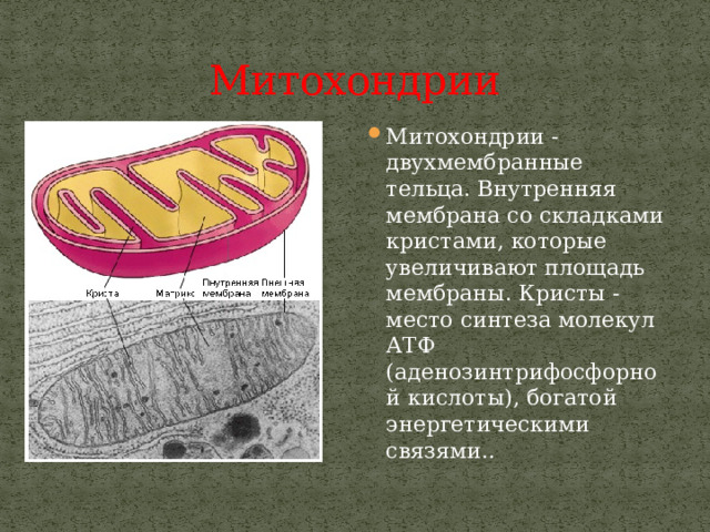 Митохондрии Митохондрии - двухмембранные тельца. Внутренняя мембрана со складками кристами, которые увеличивают площадь мембраны. Кристы - место синтеза молекул АТФ (аденозинтрифосфорной кислоты), богатой энергетическими связями.. 