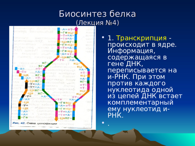 Биосинтез белка  (Лекция №4) 1. Транскрипция - происходит в ядре. Информация, содержащаяся в гене ДНК, переписывается на и-РНК. При этом против каждого нуклеотида одной из цепей ДНК встает комплементарный ему нуклеотид и-РНК. . 