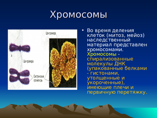 Хромосомы Во время деления клеток (митоз, мейоз) наследственный материал представлен хромосомами. Хромосомы  - спирализованные молекулы ДНК (упакованные белками - гистонами, утолщенные и укороченные), имеющие плечи и первичную перетяжку.  