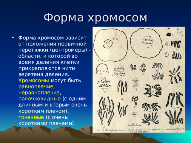 Форма хромосом Форма хромосом зависит от положения первичной перетяжки (центромеры) - области, к которой во время деления клетки прикрепляются нити веретена деления. Хромосомы могут быть равноплечие, неравноплечие , палочковидные (с одним длинным и вторым очень коротким плечом), точечные (с очень короткими плечами).  