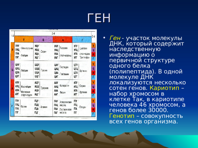 ГЕН Ген - участок молекулы ДНК, который содержит наследственную информацию о первичной структуре одного белка (полипептида). В одной молекуле ДНК локализуются несколько сотен генов. Кариотип – набор хромосом в клетке Так, в кариотипе человека 46 хромосом, а генов более 30000. Генотип – совокупность всех генов организма. 