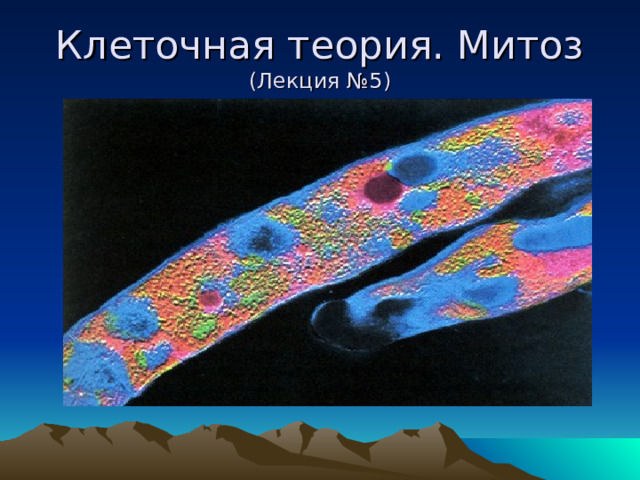 Клеточная теория. Митоз  (Лекция №5) 