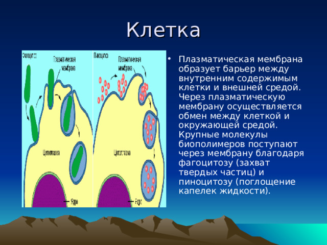 Клетка Плазматическая мембрана образует барьер между внутренним содержимым клетки и внешней средой. Через плазматическую мембрану осуществляется обмен между клеткой и окружающей средой. Крупные молекулы биополимеров поступают через мембрану благодаря фагоцитозу (захват твердых частиц) и пиноцитозу (поглощение капелек жидкости). 