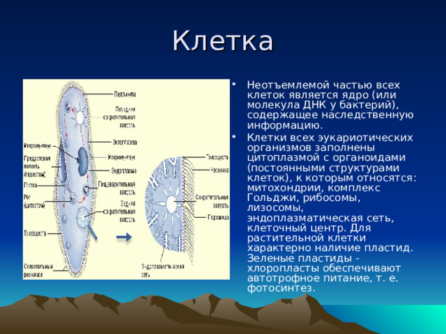 Клетка Неотъемлемой частью всех клеток является ядро (или молекула ДНК у бактерий), содержащее наследственную информацию. Клетки всех эукариотических организмов заполнены цитоплазмой с органоидами (постоянными структурами клеток), к которым относятся: митохондрии, комплекс Гольджи, рибосомы, лизосомы, эндоплазматическая сеть, клеточный центр. Для растительной клетки характерно наличие пластид. Зеленые пластиды - хлоропласты обеспечивают автотрофное питание, т. е. фотосинтез. 