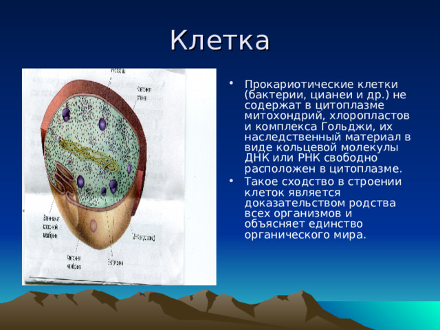 Клетка Прокариотические клетки (бактерии, цианеи и др.) не содержат в цитоплазме митохондрий, хлоропластов и комплекса Гольджи, их наследственный материал в виде кольцевой молекулы ДНК или РНК свободно расположен в цитоплазме. Такое сходство в строении клеток является доказательством родства всех организмов и объясняет единство органического мира.  