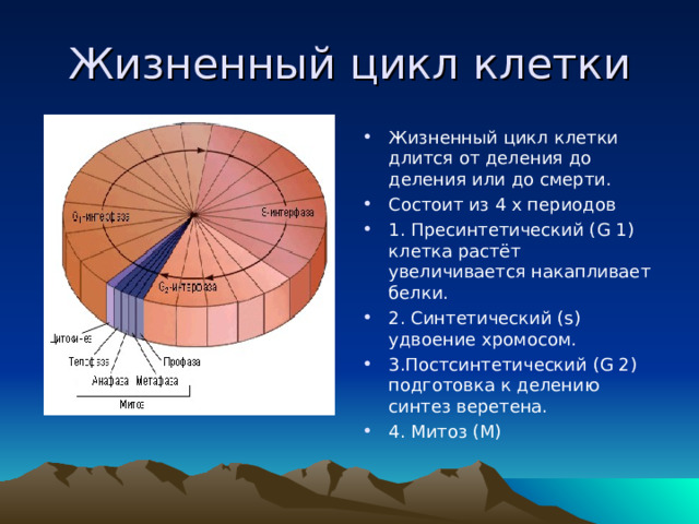 Жизненный цикл клетки Жизненный цикл клетки длится от деления до деления или до смерти. Состоит из 4 х периодов 1. Пресинтетический ( G 1) клетка растёт увеличивается накапливает белки. 2. Синтетический (s) удвоение хромосом. 3.Постсинтетический (G 2) подготовка к делению синтез веретена. 4. Митоз (М) 
