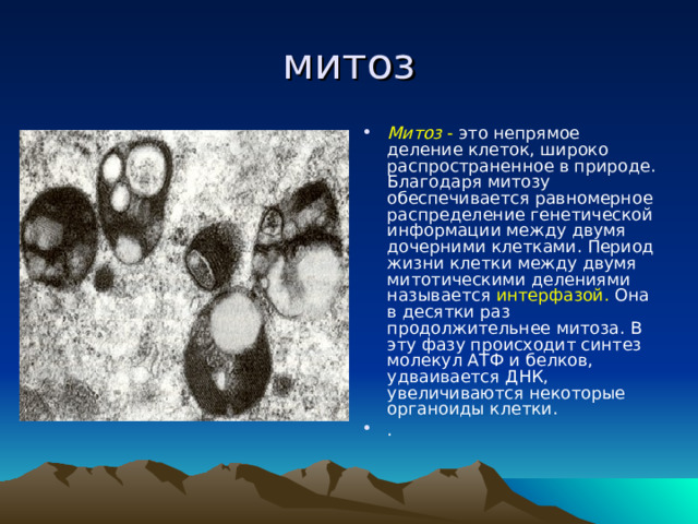 митоз Митоз - это непрямое деление клеток, широко распространенное в природе. Благодаря митозу обеспечивается равномерное распределение генетической информации между двумя дочерними клетками. Период жизни клетки между двумя митотическими делениями называется интерфазой. Она в десятки раз продолжительнее митоза. В эту фазу происходит синтез молекул АТФ и белков, удваивается ДНК, увеличиваются некоторые органоиды клетки. . 