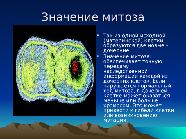 Значение митоза Так из одной исходной (материнской) клетки образуются две новые - дочерние. Значение митоза: обеспечивает точную передачу наследственной информации каждой из дочерних клеток. Если нарушается нормальный ход митоза, в дочерней клетке может оказаться меньше или больше хромосом. Это может привести к гибели клетки или возникновению мутации.    