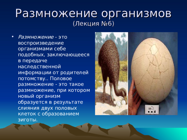 Размножение организмов  (Лекция №6) Размножение - это воспроизведение организмами себе подобных, заключающееся в передаче наследственной информации от родителей потомству.. Половое размножение - это такое размножение, при котором новый организм образуется в результате слияния двух половых клеток с образованием зиготы. 