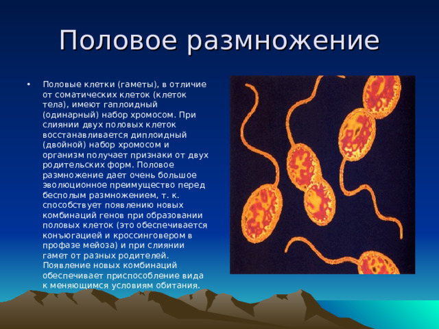 Половое размножение Половые клетки (гаметы), в отличие от соматических клеток (клеток тела), имеют гаплоидный (одинарный) набор хромосом. При слиянии двух половых клеток восстанавливается диплоидный (двойной) набор хромосом и организм получает признаки от двух родительских форм. Половое размножение дает очень большое эволюционное преимущество перед бесполым размножением, т. к. способствует появлению новых комбинаций генов при образовании половых клеток (это обеспечивается конъюгацией и кроссинговером в профазе мейоза) и при слиянии гамет от разных родителей. Появление новых комбинаций обеспечивает приспособление вида к меняющимся условиям обитания.  