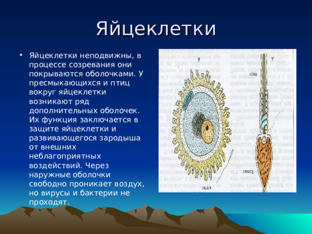 Яйцеклетки Яйцеклетки неподвижны, в процессе созревания они покрываются оболочками. У пресмыкающихся и птиц вокруг яйцеклетки возникают ряд дополнительных оболочек. Их функция заключается в защите яйцеклетки и развивающегося зародыша от внешних неблагоприятных воздействий. Через наружные оболочки свободно проникает воздух, но вирусы и бактерии не проходят.   