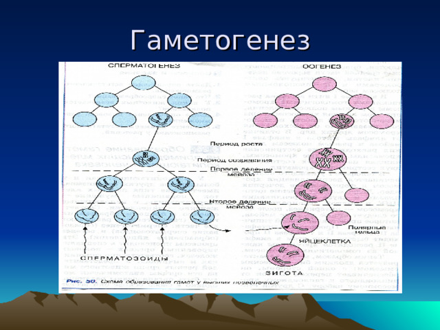 Гаметогенез 