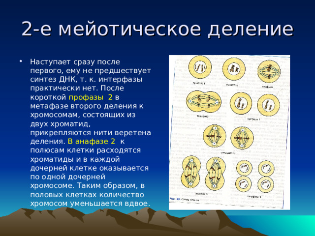 2-е мейотическое деление Наступает сразу после первого, ему не предшествует синтез ДНК, т. к. интерфазы практически нет. После короткой профазы 2 в метафазе второго деления к хромосомам, состоящих из двух хроматид, прикрепляются нити веретена деления. В анафазе 2 к полюсам клетки расходятся хроматиды и в каждой дочерней клетке оказывается по одной дочерней хромосоме. Таким образом, в половых клетках количество хромосом уменьшается вдвое.  
