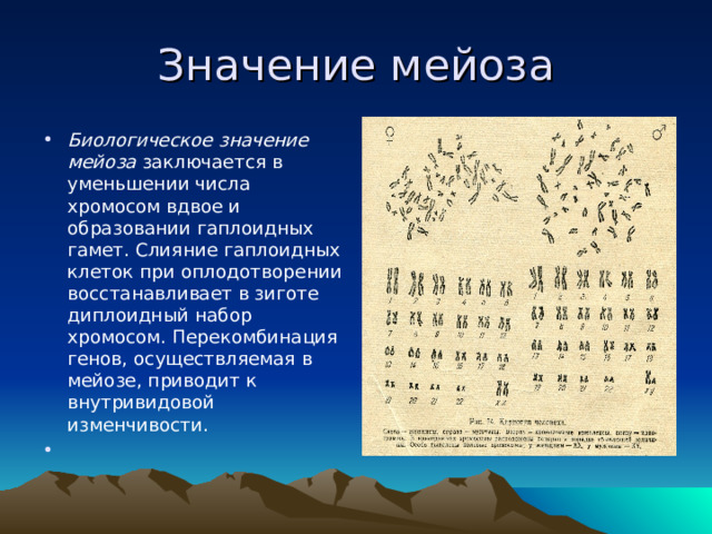 Значение мейоза Биологическое значение мейоза заключается в уменьшении числа хромосом вдвое и образовании гаплоидных гамет. Слияние гаплоидных клеток при оплодотворении восстанавливает в зиготе диплоидный набор хромосом. Перекомбинация генов, осуществляемая в мейозе, приводит к внутривидовой изменчивости.    