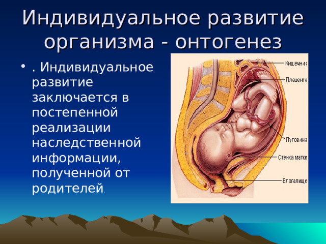 Индивидуальное развитие организма - онтогенез . Индивидуальное развитие заключается в постепенной реализации наследственной информации, полученной от родителей . 